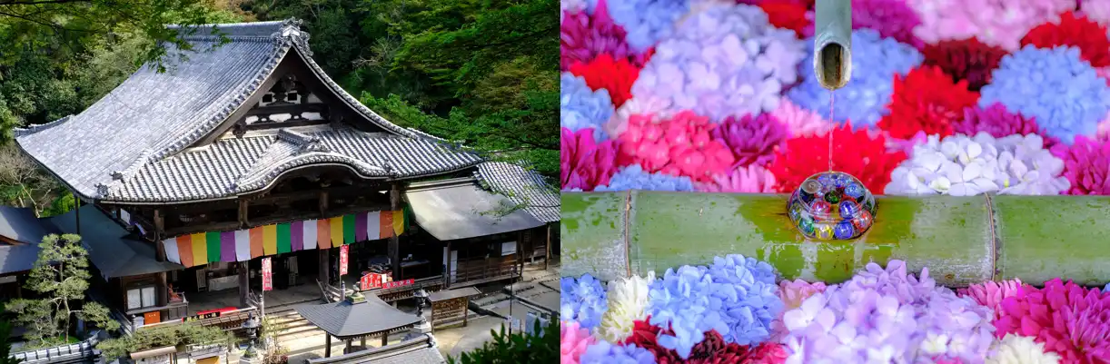 岡寺を彩る花手水づくり＆重要文化財「書院」特別拝観