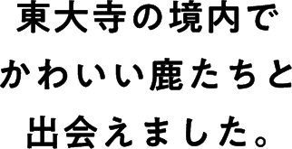 東大寺の境内でかわいい鹿たちと出会えました。