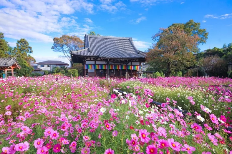 般若寺と咲き誇ったコスモス