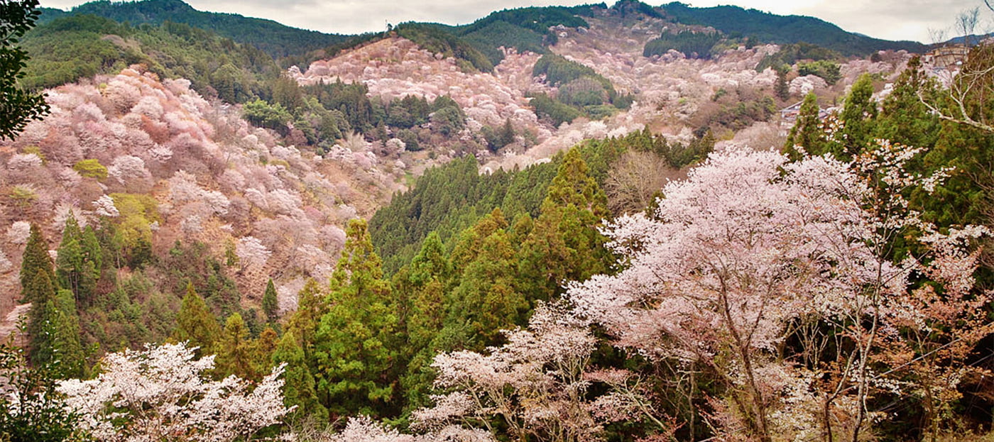 国内最安値！ - 盆栽の人気商品・通販・価格比較 吉野山の桜の苗木 桜