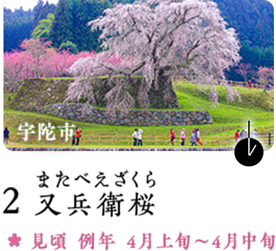 うましうるわし絶景桜 イチオシ特集 うましうるわし奈良 ｊｒ東海