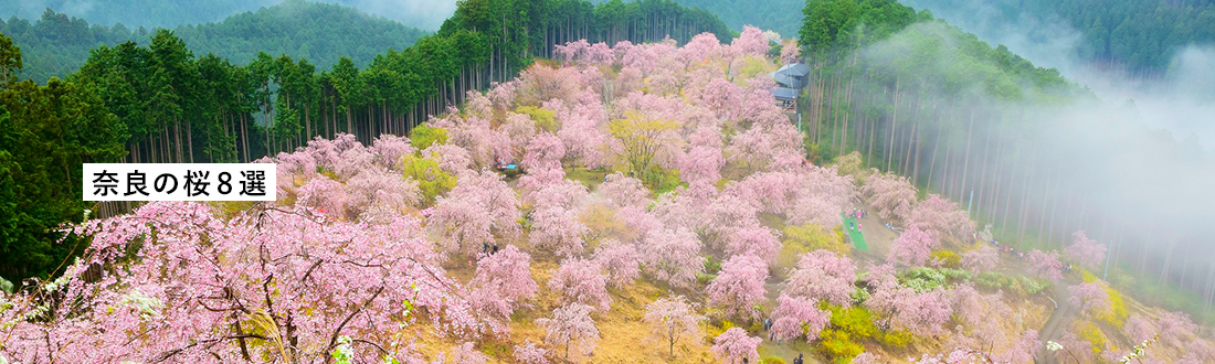 奈良の桜8選