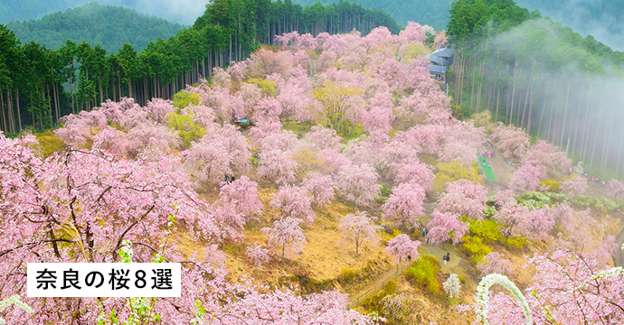 奈良の桜8選