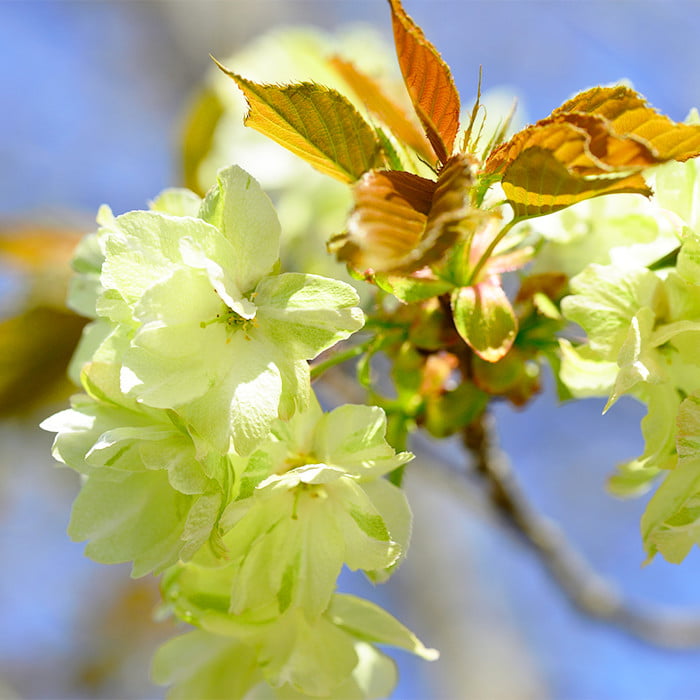 鬱金桜