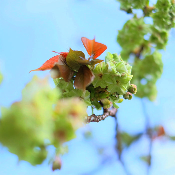 御衣黄桜