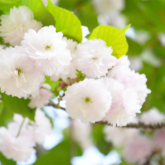 奈良八重桜